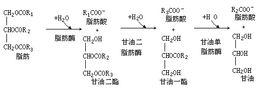 油脂酶水解法