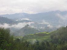 大潭崗茶園