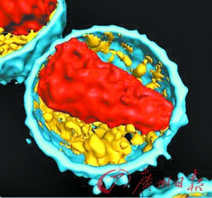 （圖）愛滋病病毒內部結構