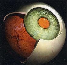 眼科學