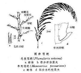 羽螅