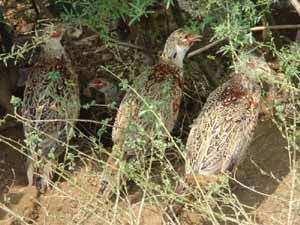 古城鎮畜牧養殖野雞飼養