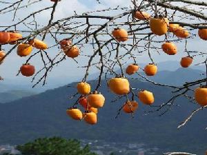 （圖）表山鄉的長奶柿