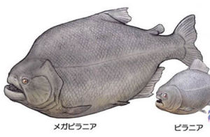 帕蘭巨食人魚（Megapiranha paranensis）和納氏鋸脂鯉（Pygocentrus nattereri ）的體型比較