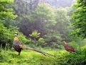 董寨鳥類自然保護區