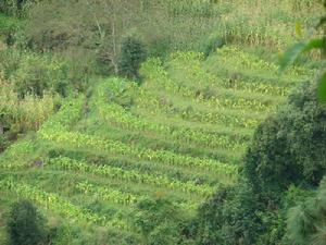 大立馬東自然村經濟山地