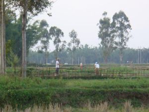 曼養剛村