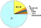 （圖）內肽酶