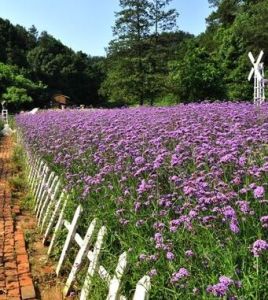 隆中植物園