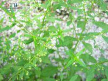 冰糖草植物形態-野甘草