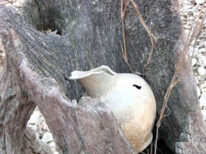 吉縣柿子灘遺址出土石器照片