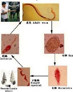 埃及血吸蟲病