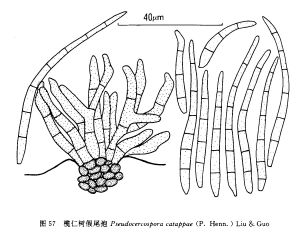 欖仁樹假尾孢