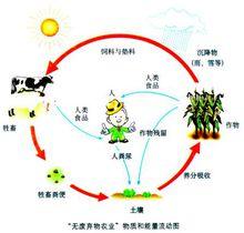 林德曼創造的生態系統養分循環理論體系