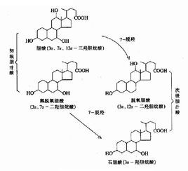 膽汁酸