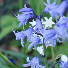 bluebell