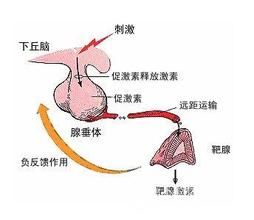 下丘腦綜合徵