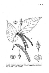 菱苞樺