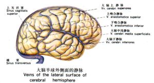 大腦半球外側面的靜脈