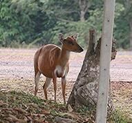 赤麂巴里島亞種