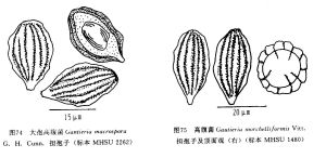 大孢高腹菌