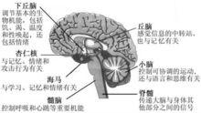 大腦皮質下結構