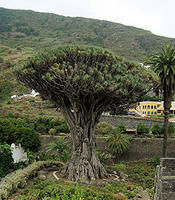 龍血樹 (Dracaena draco)