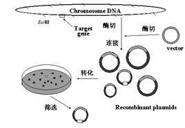 DNA克隆