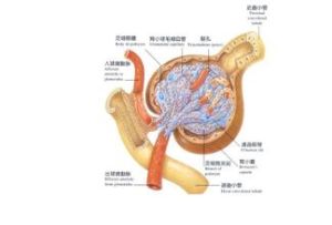 腎小球濾過率