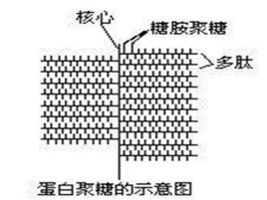 蛋白聚糖