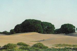 花馬寺國家森林公園