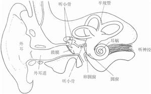 （圖）耳蝸效應是聽覺的核心