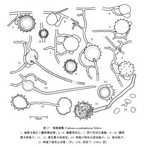 刺器腐霉