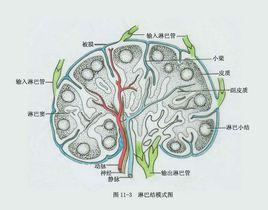 神經解剖學[學科名稱]
