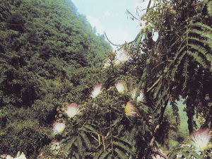 天華山國家森林公園