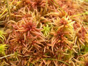 Sphagnum magellanicum Brid. 中位泥炭蘚