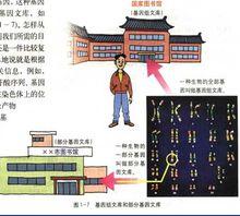 基因工程的基本操作程式教學