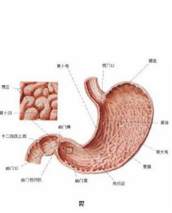 萎縮性胃炎