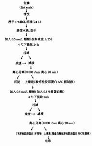 酸提取膠原蛋白