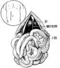 普通外科學