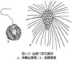 金枝藻目