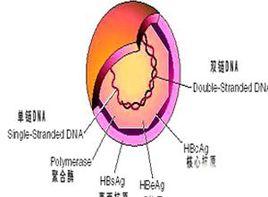 核心抗體（抗HBc）陽性