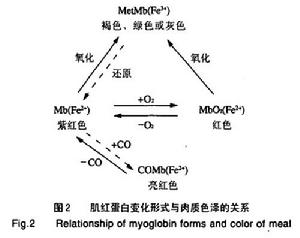 肌紅蛋白變化形式與肉質色澤的關係