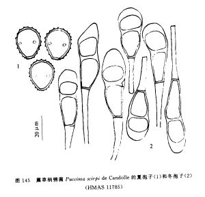 藨草柄鏽菌