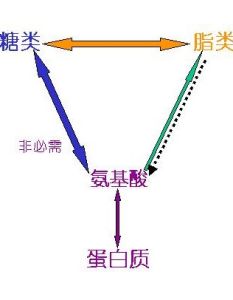 合成代謝