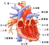 肝肺綜合症