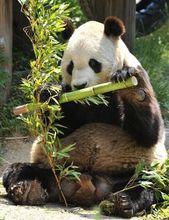 死亡的雄性旅日熊貓“興興”