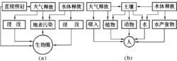 輻射照射途徑