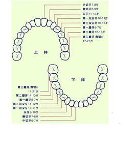 側切牙