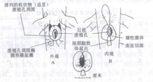 泄殖孔